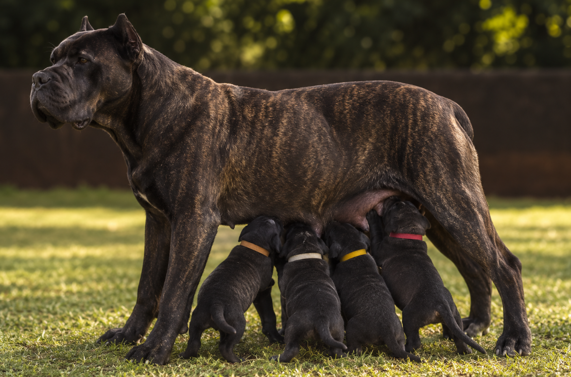Matriz Cane Corso amamentando sua ninhada de filhotes